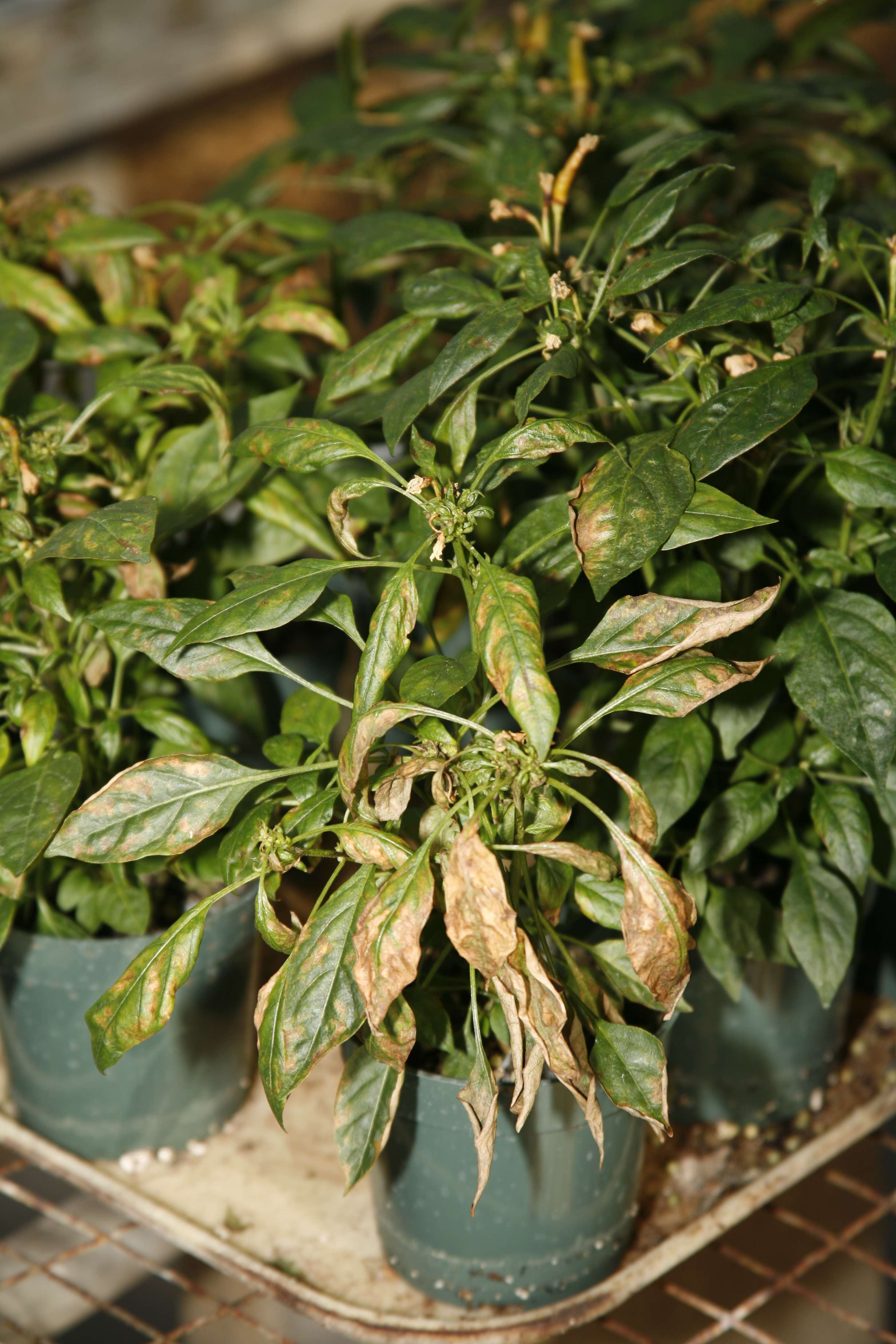 Chilli Thrips Damage