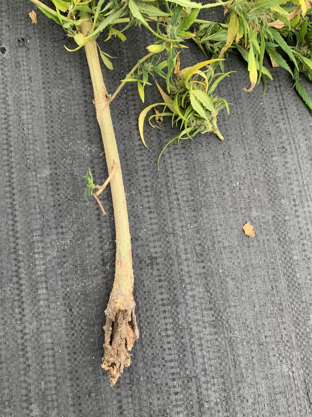 Fire Ant Damage to hemp roots and crown