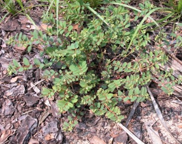 Euphorbia hyssopoflia habitat