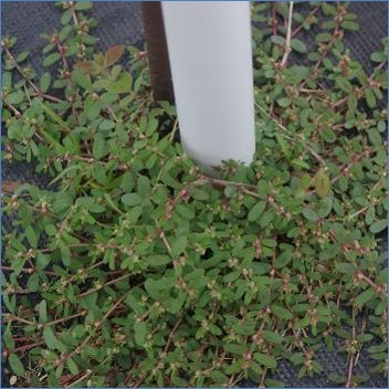 Euphorbia Maculata main
