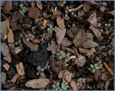 Euphorbia Maculata seedling