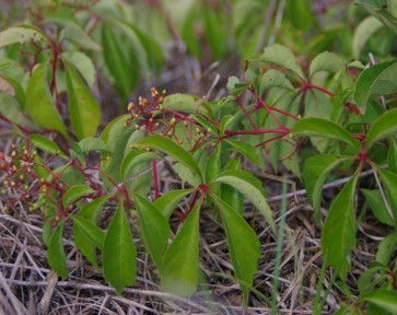 Parthenocissus quinquefolia vine