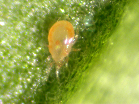 mites 022m