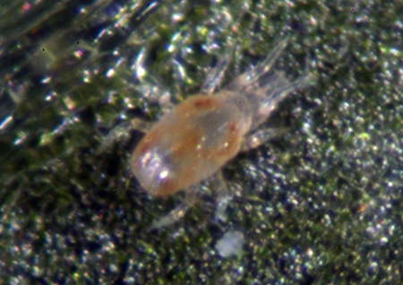 mites 178m