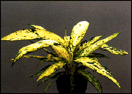 Star Bright Dieffenbachia