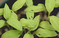 eggplant0515.jpg