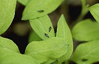 eggplant0527.jpg