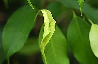 ficus0533.jpg