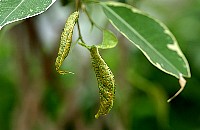 ficus0536.jpg