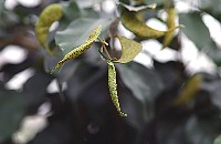 ficus0540.jpg