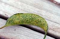 ficus0542.jpg