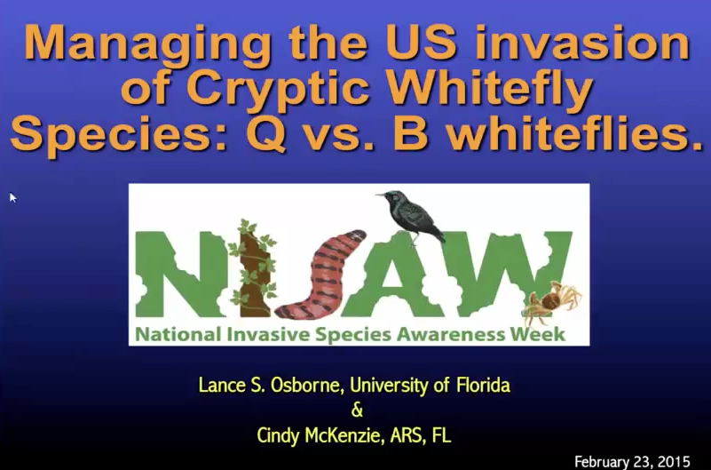 Privilege insecticide controls the whitefly!