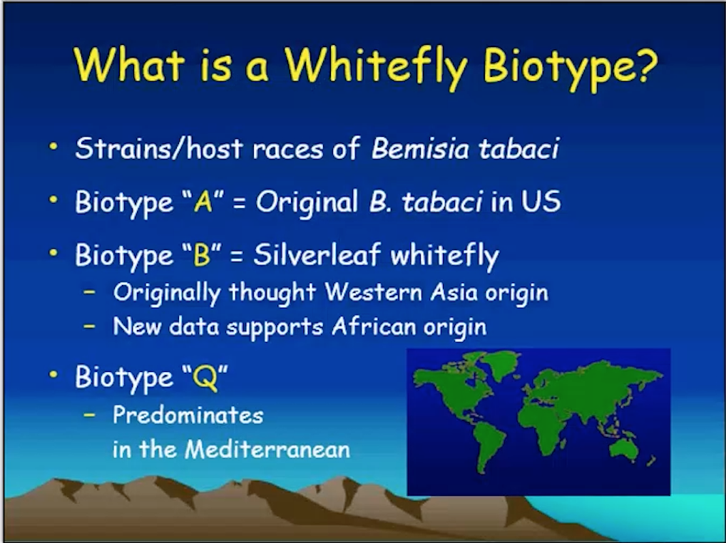 Privilege insecticide controls the whitefly!