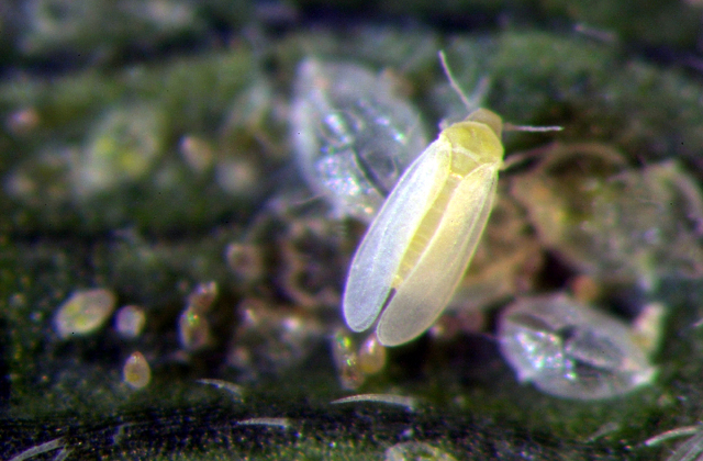 Privilege insecticide controls the whitefly!