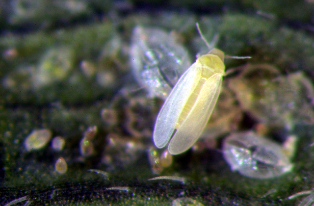 Florists' review [microform]. Floriculture. Th« rtcocnixad standard  InMcticlda. ? nmy remedy for creen. black, white fly. rad nidar, thripe,  mealj bnc and soft Male. Quart. 11.00: Gallon. 12.60 FUNGINE ?b infallible