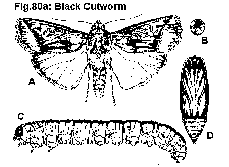 cutworms life cycle