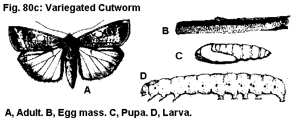 cutworms life cycle