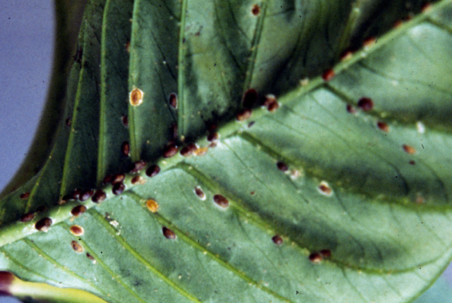 Scale insects on tea stem, Location : Mealani, Hawaii
