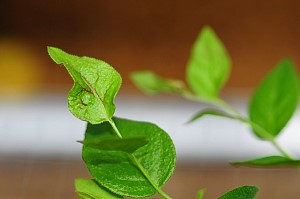 CHILLI THRIPS DAMAGE TO BLUEBERRIES