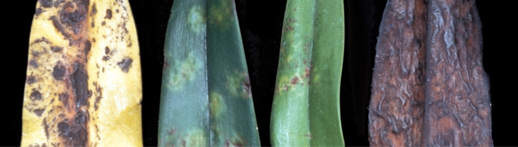 Four narrow leaves with varying colors and damage against a black background