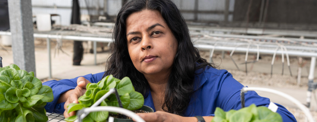 Dr. Samarakoon in a blue shirt with plants in a greenhouse setting.