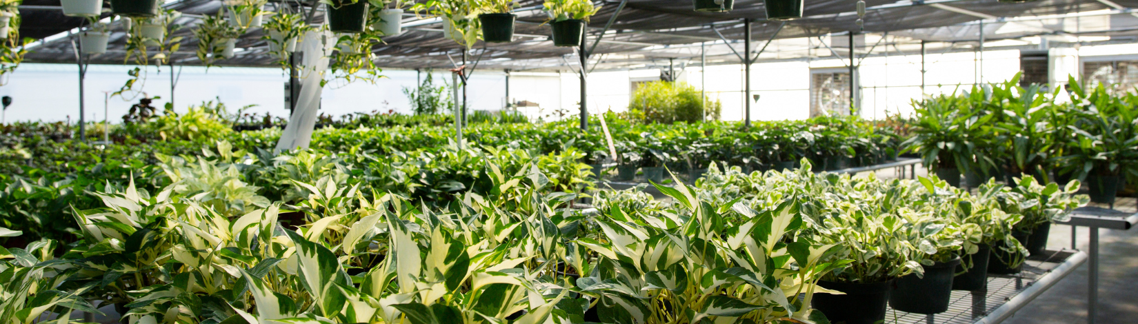 A greenhouse filled with multiple plants
