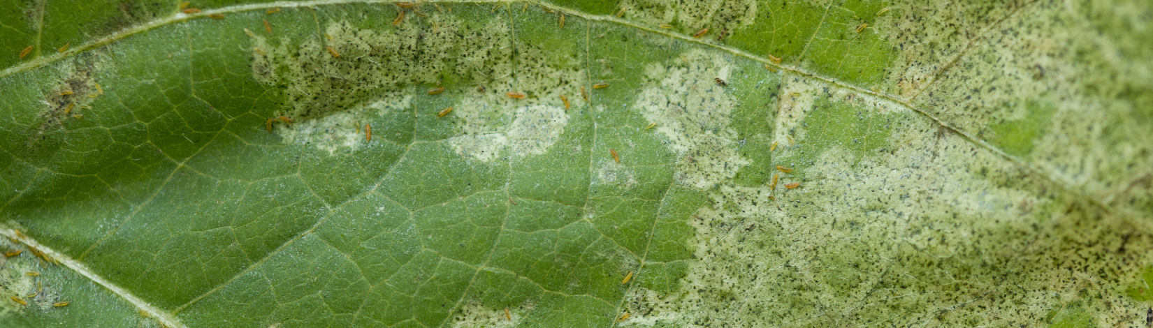 A bean leaf infested with bean flower thrips.