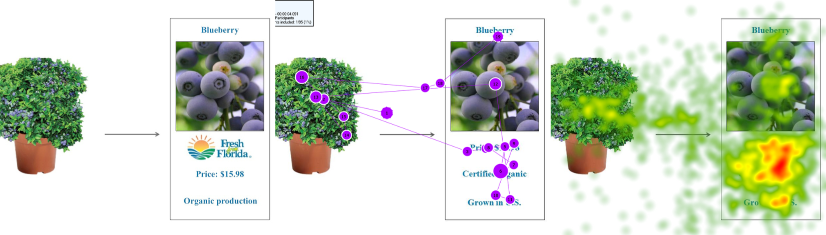 Sequence showing a blueberry bush, promotional cards, and a heat map analysis highlighting focus areas.  Transcribed Text:  Blueberry Fresh Florida Price: $15.98 Organic production Certified Organic Grown in U.S.