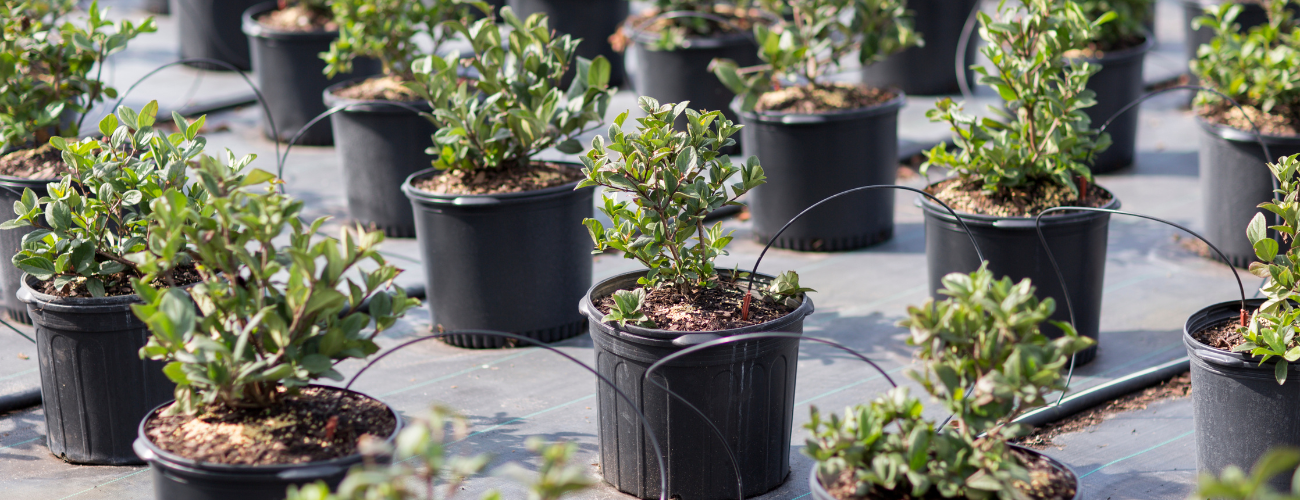 Potted plants at a nursery.