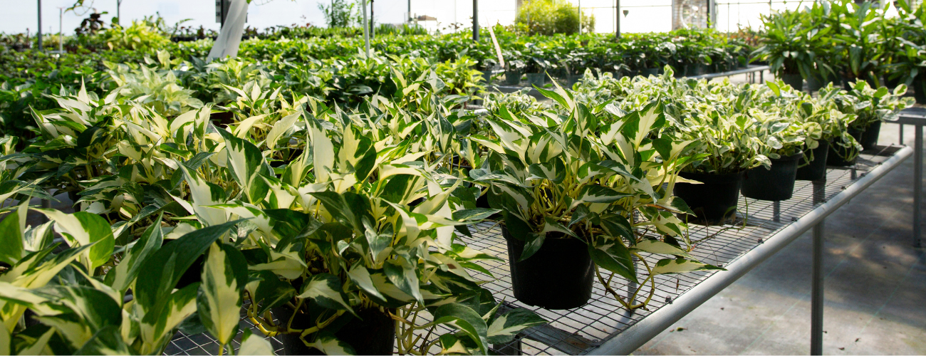 A greenhouse filled with multiple pothos.