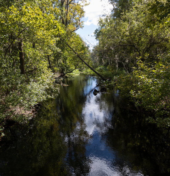 A creek in the middle of a forested area.
