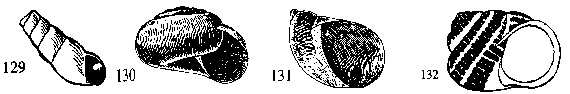 Illustrations of four numbered shells with spiral and striped patterns.