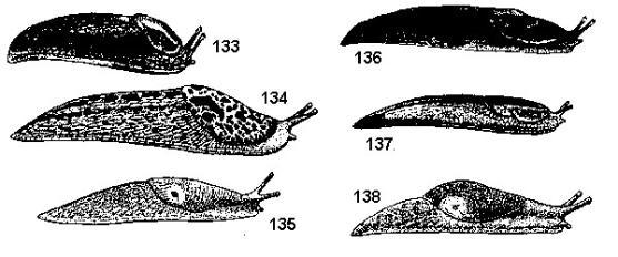 Illustrations of five different slugs, each labeled with numbers 133 to 138.