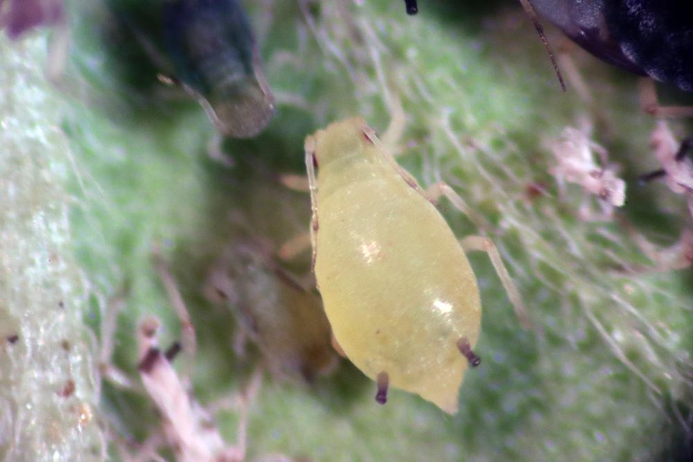 light colored melon aphid