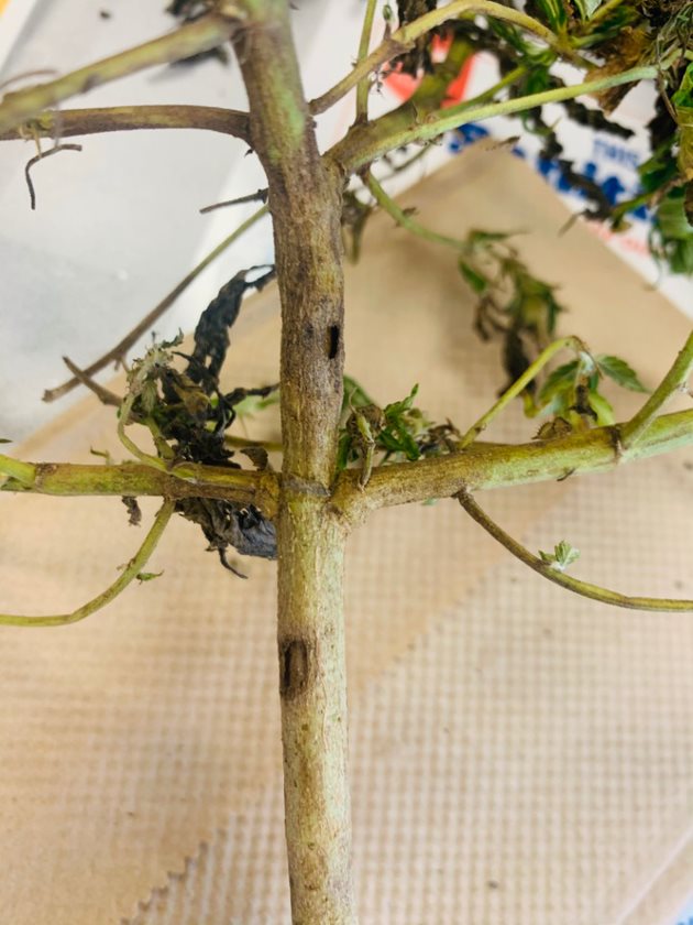Fire Ant damage to hemp stem