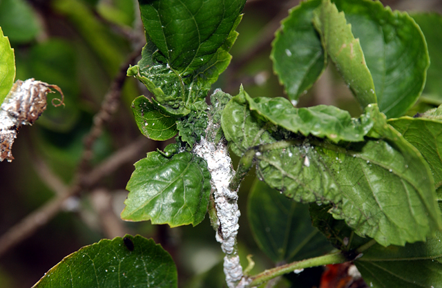 A stem covered in a white coating as damage from Pink Hibiscous mealybug.