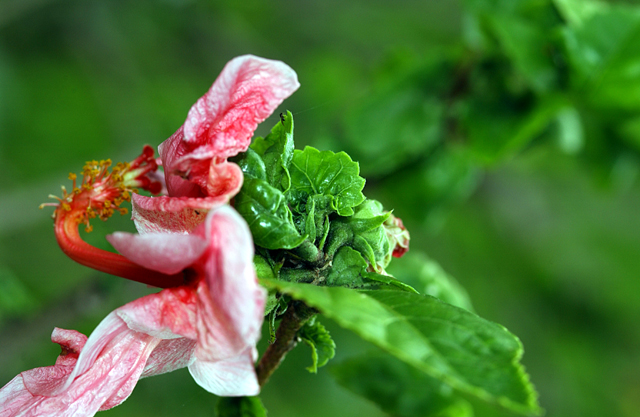 Flowers wilting due to pink hibiscus mealybug.