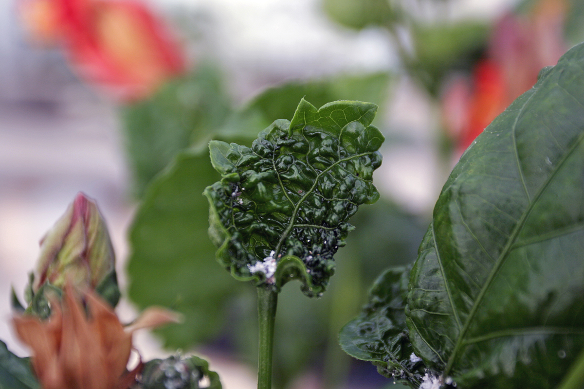 Scrunched leaf due to mealybug damage