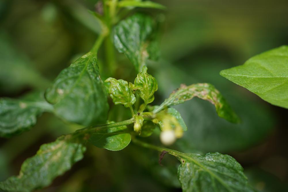 Damage to new growth on pepper.
