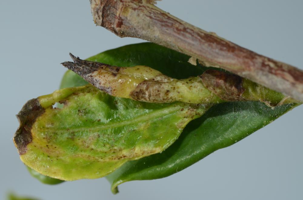 Thrips parvispinus damage on gardenia-A - Buss.JPG