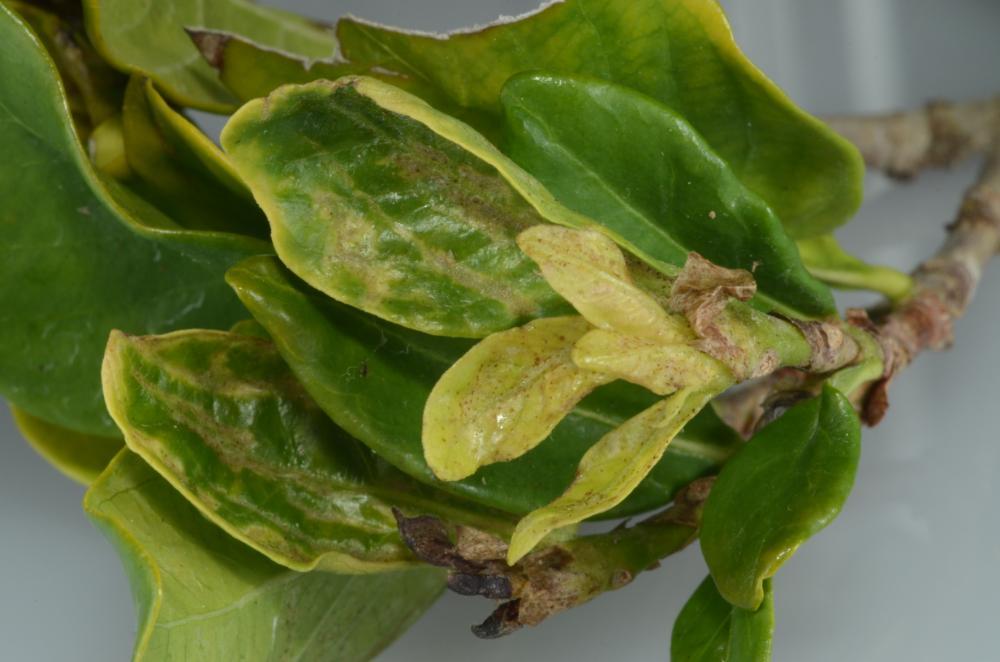 Thrips parvispinus damage on gardenia-B - Buss