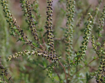 ifas mrec ambrosia artemisiifolia