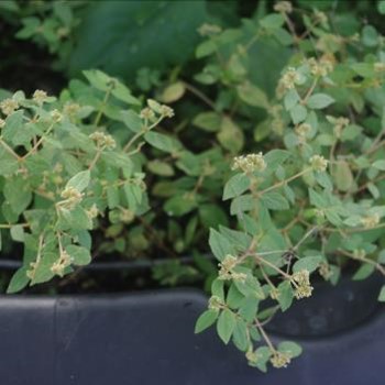 Euphorbia Ophthalmica Main