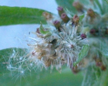 Gamochaeta pensylvanica flower