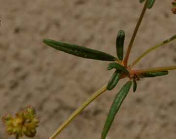 Gisekia pharnacioides leaves