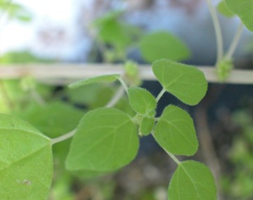 Parietaria floridana leaves