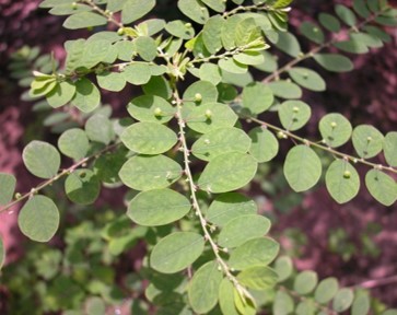 Phyllanthus Tenellus leaves