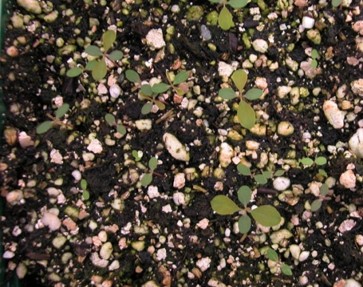 Phyllanthus Tenellus seedlings