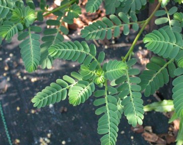 Phyllanthus Urinaria leaves