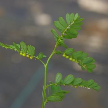 Phyllanthus Urinaria main